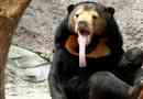 Malay bear